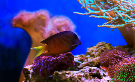 Blue Eye Tang Fish, Twospot Bristletooth - Ctenochaetus binotatus