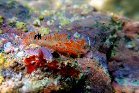 Underwater shot of colorful Flabellina nudibranch into the Mediterranean sea  - Flabellina affinisの写真素材