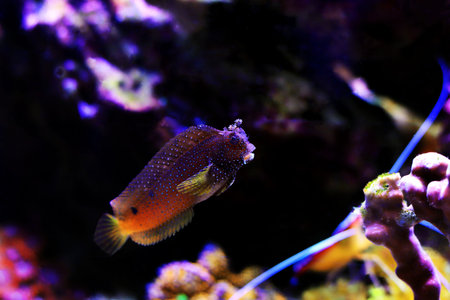 Starry or Snowflake blenny fish in coral reef aquarium tank