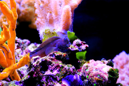 Starry or Snowflake blenny fish in coral reef aquarium tankの写真素材