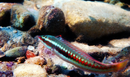 Mediterranean rainbow wrasse - (Coris julis)