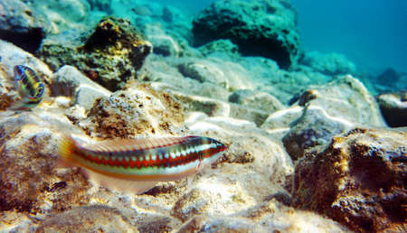 Coral reef and marine life in the Red Sea, Eilat Israelの写真素材