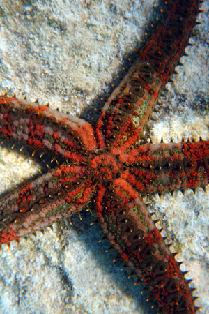 Blue spiny starfish - Coscinasterias tenuispina