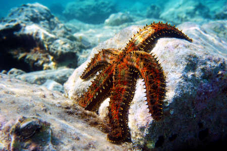 Blue spiny starfish - Coscinasterias tenuispinaの写真素材