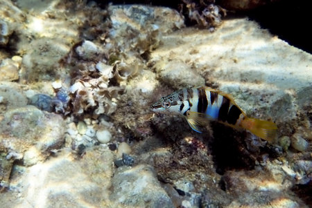 Painted comber fish - (Serranus scriba)