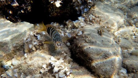 Painted comber fish - (Serranus scriba)