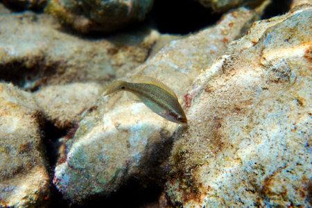 East atlantic peacock wrasse - Symphodus tinca