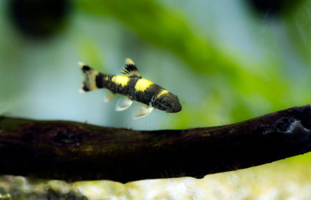 Tropical fish swimming in an aquarium. Aquarium fish.
