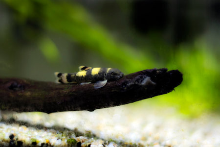 Panda garra freshwater fish - Garra flavatraの写真素材