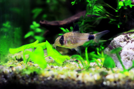 Corydoras panda in freshwater aquarium tankの写真素材