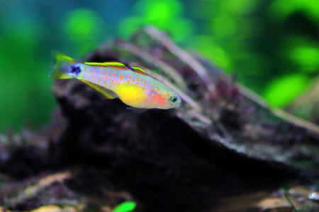 Beautiful tropical fish in an aquarium. Colorful tropical fish.の写真素材