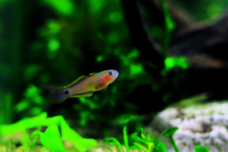 Peacock gudgeon freshwater Goby - (Tateurndina ocellicauda)の写真素材
