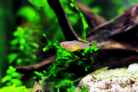 Peacock gudgeon freshwater Goby - (Tateurndina ocellicauda)