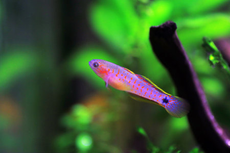 Peacock gudgeon freshwater Goby - (Tateurndina ocellicauda)の写真素材