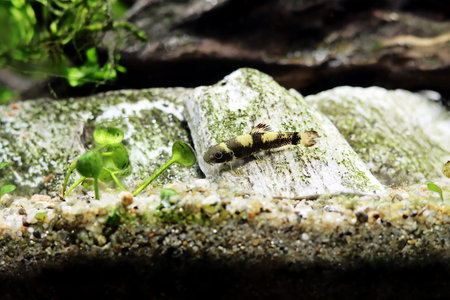 Panda garra freshwater fish - Garra flavatraの写真素材