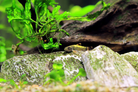 A closeup shot of a small lizard in a tropical freshwater aquariumの写真素材