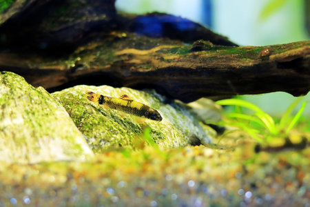 Small fish in a small aquarium. Selective focus on the fish.