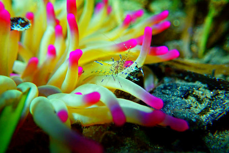 Sea anemone with shrimp in the seaの写真素材