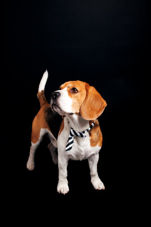 Beautiful Beagle dog isolated on black background. Studio shot.の写真素材