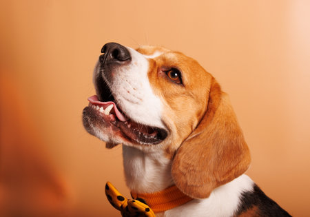 Portrait of a beagle dog on a brown background. Studio shot.の写真素材