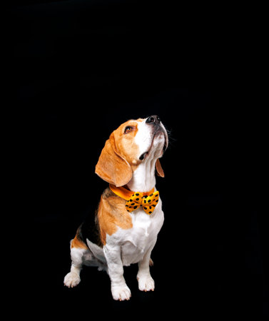 Beagle dog with orange bow tie isolated on black background. Studio shot.の写真素材