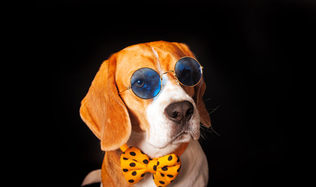 Beagle dog with orange bow tie and sunglasses isolated on black backgroundの写真素材