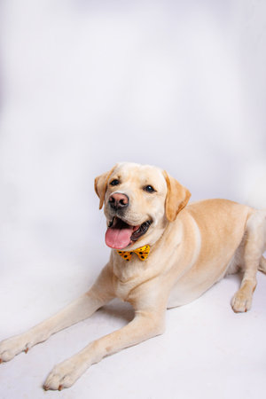 Labrador Retriever dog on white background, studio shot.の写真素材