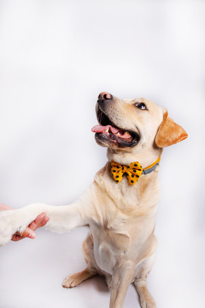 Labrador retriever dog with bow tie on a white background.の写真素材