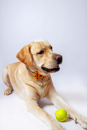 Labrador retriever with a tennis ball on a white background.の写真素材