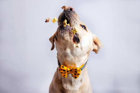 Labrador retriever dog with bow tie and candy in mouth.の写真素材