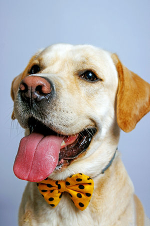 Labrador Retriever in a bow tie, studio shot.の写真素材