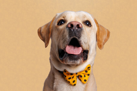 Cute labrador retriever with bow tie on a yellow backgroundの写真素材