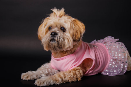 Studio shot of an adorable mixed breed dog wearing a pink dress.の写真素材