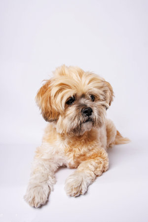 Cute Shih Tzu puppy on white background. Studio shot.の写真素材