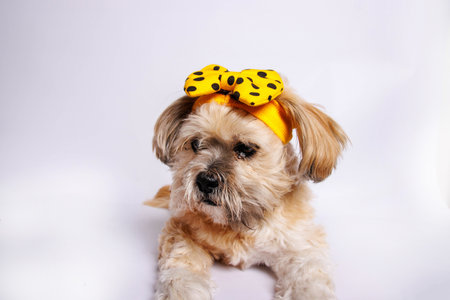 Cute Shih Tzu puppy with yellow bandana on headの写真素材