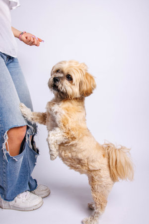 Studio shot of a cute little mixed breed dog posing with owner.の写真素材