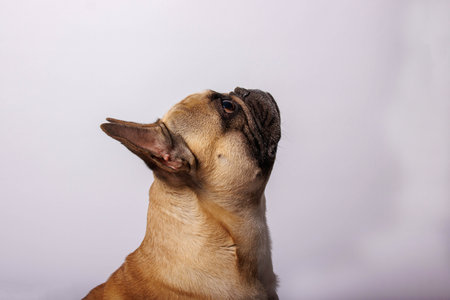 Portrait of a french bulldog on a white background. Studio shot.の写真素材