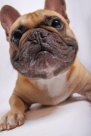 Portrait of a french bulldog on a white background close upの写真素材