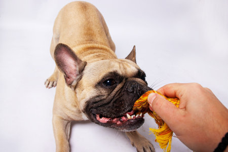 French bulldog playing with a rope on a white background in studioの写真素材