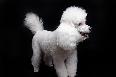 Studio shot of a white poodle on black background, isolated.の写真素材