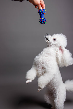 White poodle dog playing with toy on grey background. Studio shot.の写真素材