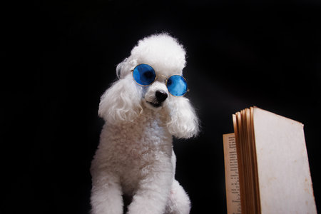 White poodle dog with blue sunglasses and book on black background.の写真素材