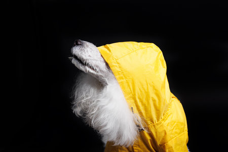 Dog in a raincoat on a black background. Studio shot.の写真素材