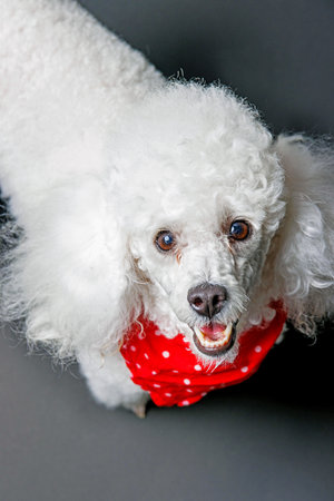 Cute white poodle with red scarf on a black background.の写真素材