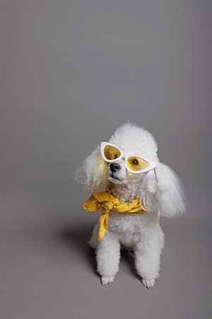 Bichon frise dog in yellow sunglasses on gray background.の写真素材