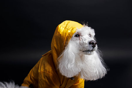 White poodle in a yellow raincoat on a black background.の写真素材