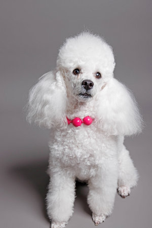 White poodle on a gray background with pink beads in the mouthの写真素材