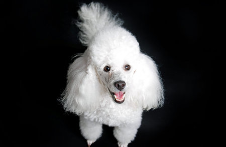 Portrait of a white poodle on a black background, studio shot