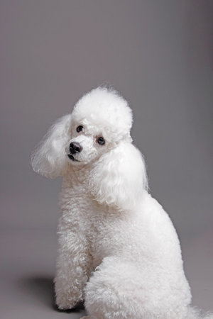 White poodle on gray background. Studio shot. Isolated.