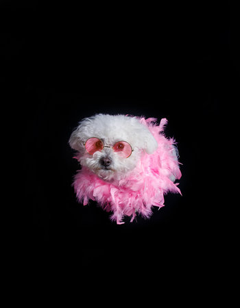 Bichon Frise with pink boa isolated on black backgroundの写真素材
